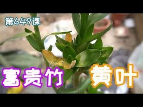 萬年青莖變黃|【萬年青莖變黃】萬年青莖部變黃枯萎？不用怕！救活。